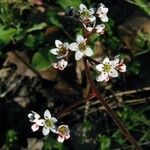 Micranthes californica Flor