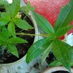 Impatiens balsamina Hábito
