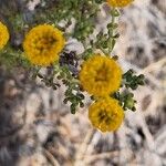 Santolina villosa Flower