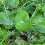 Hydrocotyle umbellata List