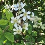 Rubus canescens 葉