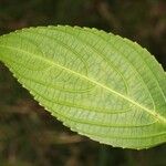 Strobilanthes hamiltonianus Other