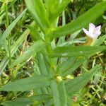 Gratiola officinalis 葉