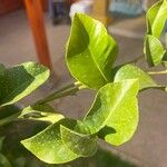 Citrus × limon পাতা