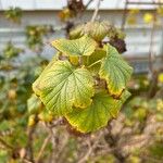 Ribes nigrum Leaf