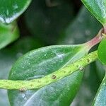 Peperomia glabella Fruit