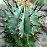 Euphorbia polygona Staniste