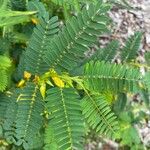 Chamaecrista fasciculata Feuille