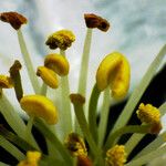 Malus pumila Flower