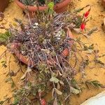 Kalanchoe manginii Лист
