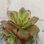 Aeonium haworthiiبرگ