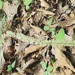 Chamaelirium luteum Fiore