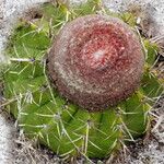 Melocactus conoideus