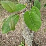 Salix caprea Leaf