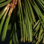 Pinus albicaulis Folha