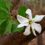 Gardenia erubescens Blüte