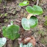 Adiantum reniforme Foglia