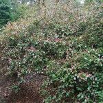 Rhododendron williamsianum Habit