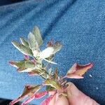 Chenopodium ficifoliumLeaf