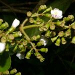 Adelobotrys adscendens Fruit