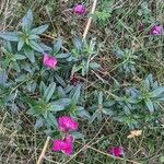 Antirrhinum majus Habitus