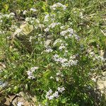 Stenaria nigricans Plante entière