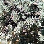 Artemisia tridentata 葉