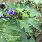 Nicandra physalodes Leaf