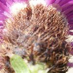 Centaurea decipiens Flor
