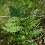 Dryopteris carthusiana برگ