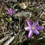 Crocus corsicus Flower