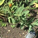 Romneya coulteri برگ