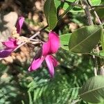 Lespedeza bicolor Квітка