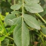 Jasminum grandiflorum Hoja