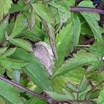 Clematis alpina Leaf