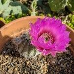 Echinocereus reichenbachii പുഷ്പം