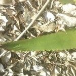 Aloe tomentosa Лист