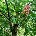 Aesculus × carnea Habitus