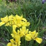 Iris arenaria Flor