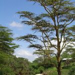 Vachellia xanthophloea Hábito