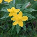 Anemone ranunculoides Blomma