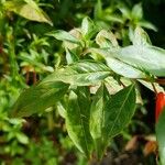 Cuphea ignea Leaf