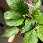 Capsicum frutescens Leaf