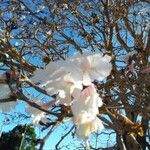 Tabebuia roseoalba Diğer