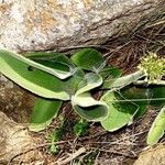 Haemanthus humilis Лист