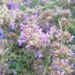 Nepeta cataria Blomma