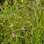 Agalinis tenuifolia Fleur