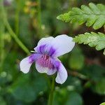 Viola hederacea Квітка