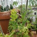 Pelargonium fulgidum Feuille