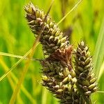 Carex hartmaniorum Flower